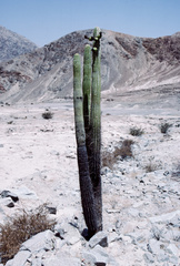 Browningia candelaris