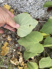 Ipomoea scopulorum