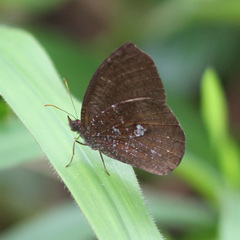 Godartiana muscosa