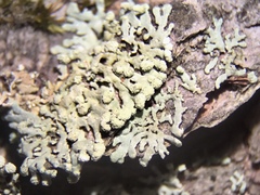 Parmeliopsis capitata