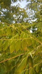 Gymnocladus dioicus