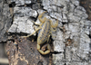 Centruroides balsasensis - Photo (c) Willy Linares, some rights reserved (CC BY-NC), uploaded by Willy Linares