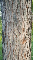 Gymnocladus dioicus