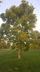 Gymnocladus dioicus