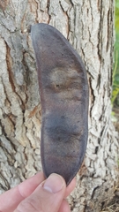 Gymnocladus dioicus