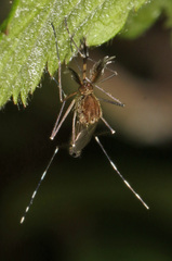 Aedes canadensis