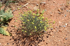 Gnephosis arachnoidea