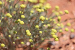 Gnephosis arachnoidea