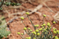 Gnephosis arachnoidea