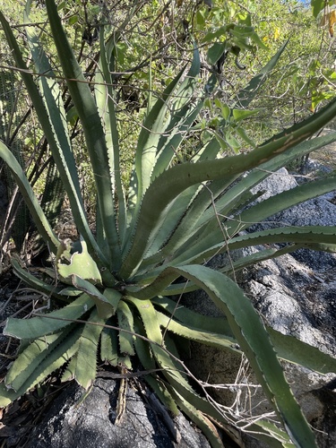Agave aurea