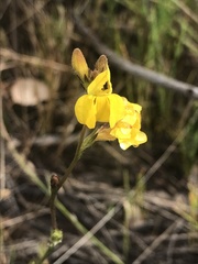 Goodenia stelligera