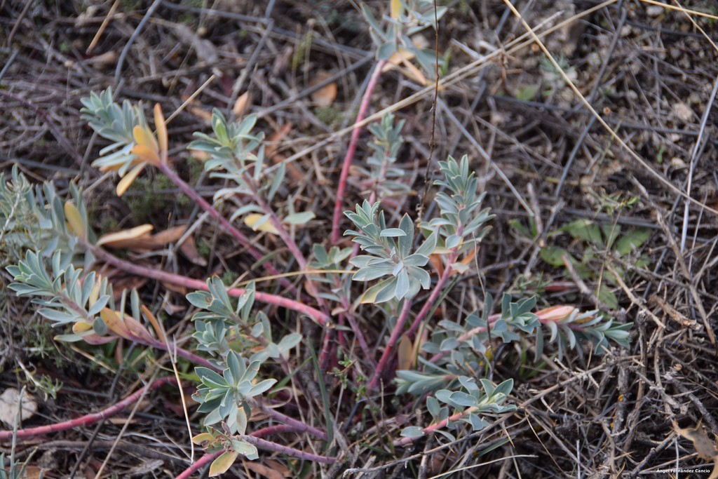 Euphorbia nicaensis