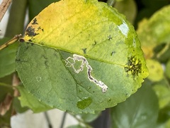 Stigmella anomalella