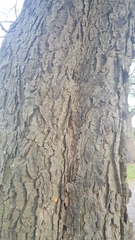Celtis occidentalis