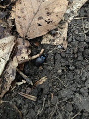 Sphaeroderus