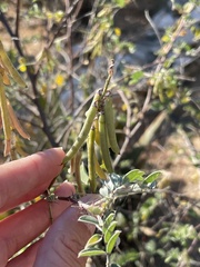 Indigofera fruticosa
