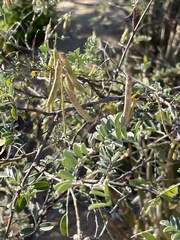 Indigofera fruticosa