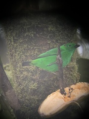 Chlorochrysa phoenicotis