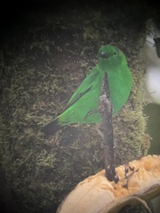 Chlorochrysa phoenicotis