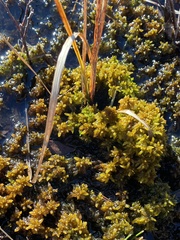 Sphagnum platyphyllum