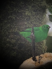 Chlorochrysa phoenicotis