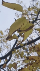 Tracheophyta