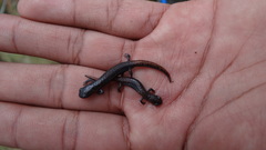 Pseudoeurycea leprosa