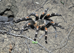 Brachypelma auratum