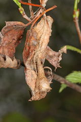 Mastophora phrynosoma