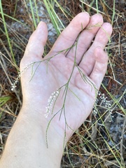 Polygonella gracilis
