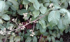 Rubus