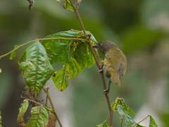 Chlorospingus semifuscus