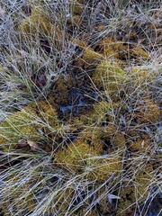 Sphagnum platyphyllum