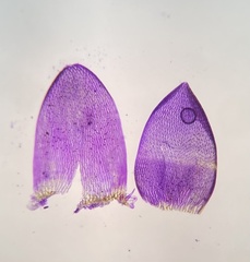 Sphagnum platyphyllum