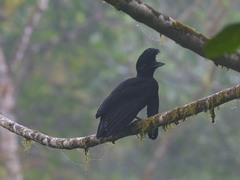 Cephalopterus penduliger