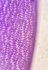 Sphagnum platyphyllum