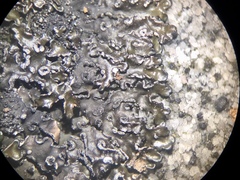 Melanelia culbersonii