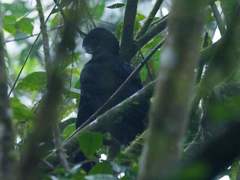 Cephalopterus penduliger