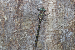 Spinaeschna tripunctata