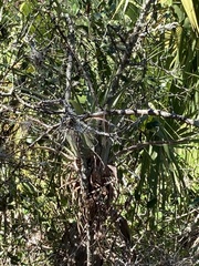 Tillandsia utriculata