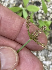 Cyperus pallidicolor