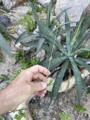 Cyperus pallidicolor