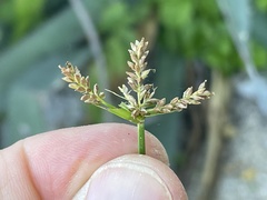 Cyperus pallidicolor