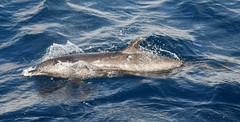 Stenella attenuata attenuata