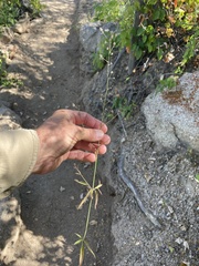 Iresine angustifolia