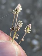 Iresine angustifolia