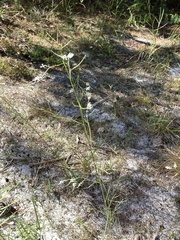 Polygonella gracilis