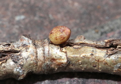 Andricus deciduatus