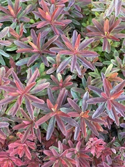 Angiospermae