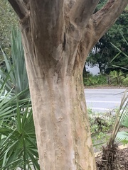 Myrcianthes fragrans